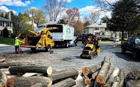 Best Tree Trimming and Pruning  in Mans, CO