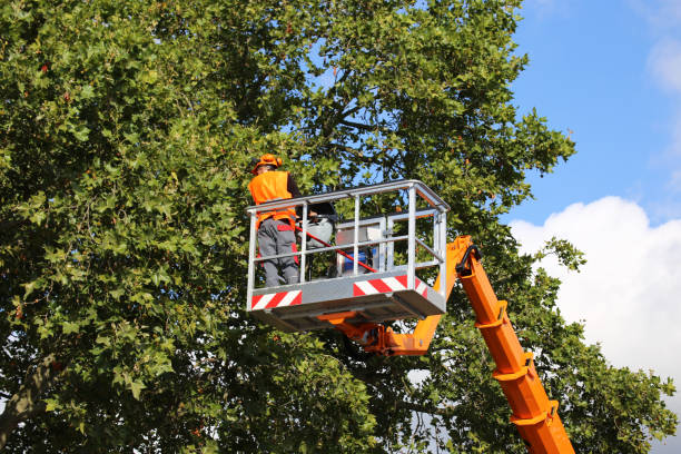 Best Tree Maintenance Programs  in Mans, CO