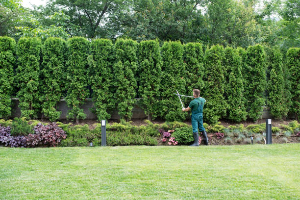 Best Lawn Watering Services  in Mans, CO