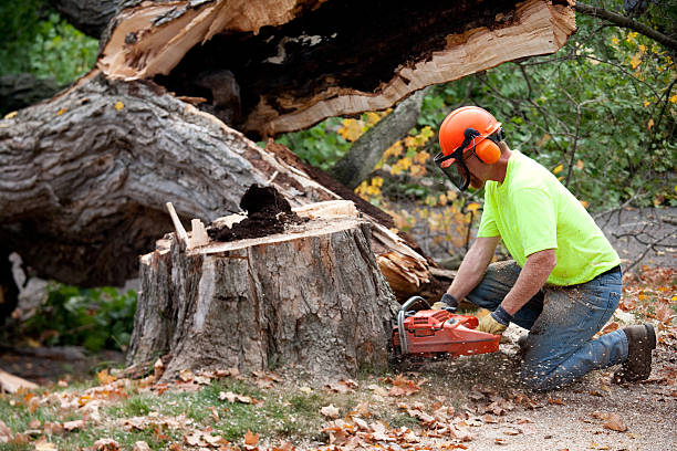 Best Seasonal Cleanup (Spring/Fall)  in Mans, CO