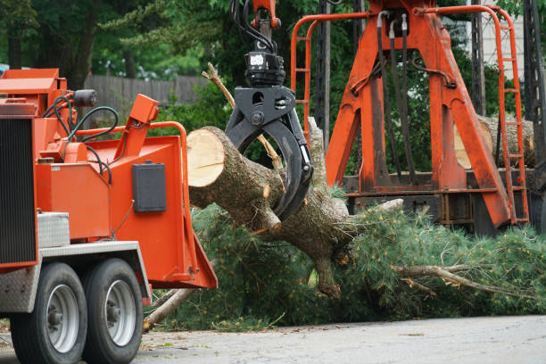 How Our Tree Care Process Works  in  Mancos, CO