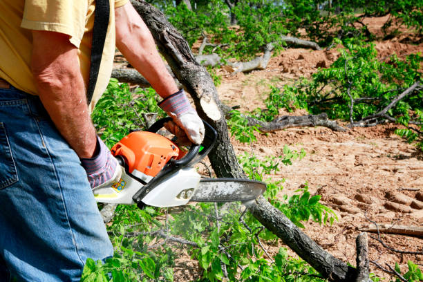 Mancos, CO Tree Removal Company